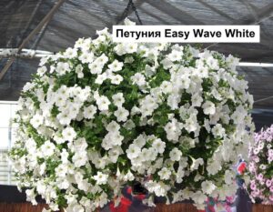 Петуния Easy Wave White F1