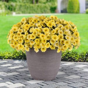 Петхоа Caliber Yellow F1