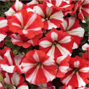 Петуния Donna Star Red and White F1