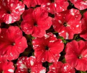 Петуния Dot Star Red F1