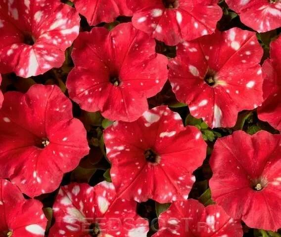 Петуния Dot Star Red F1