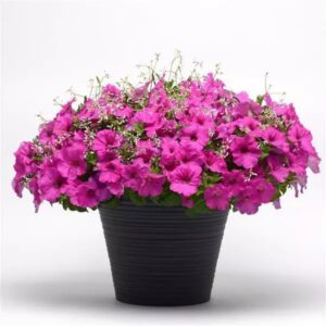 Петуния E3 Easy Wave Rose Morne F1