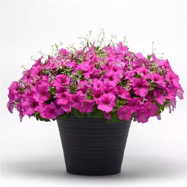 Петуния E3 Easy Wave Rose Morne F1