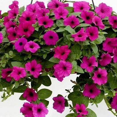 Петуния Garden Beauty