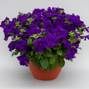 Петуния Prism Blue F1