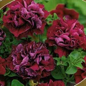 Петуния Cascade Burgundy F1