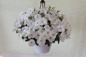 Петуния Success 360° White F1
