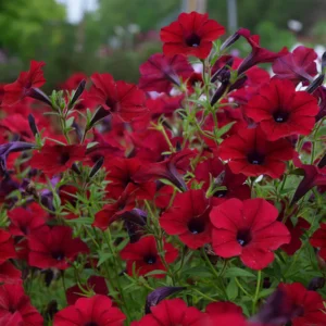 Петуния Tidal Wave Red Velor F1