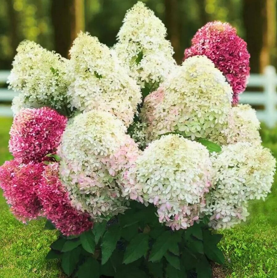 Гортензия Royal Flower